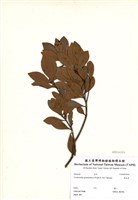 藏品(厚皮香)的圖片